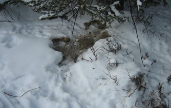 Snow-covered ground dug into by foraging hares.